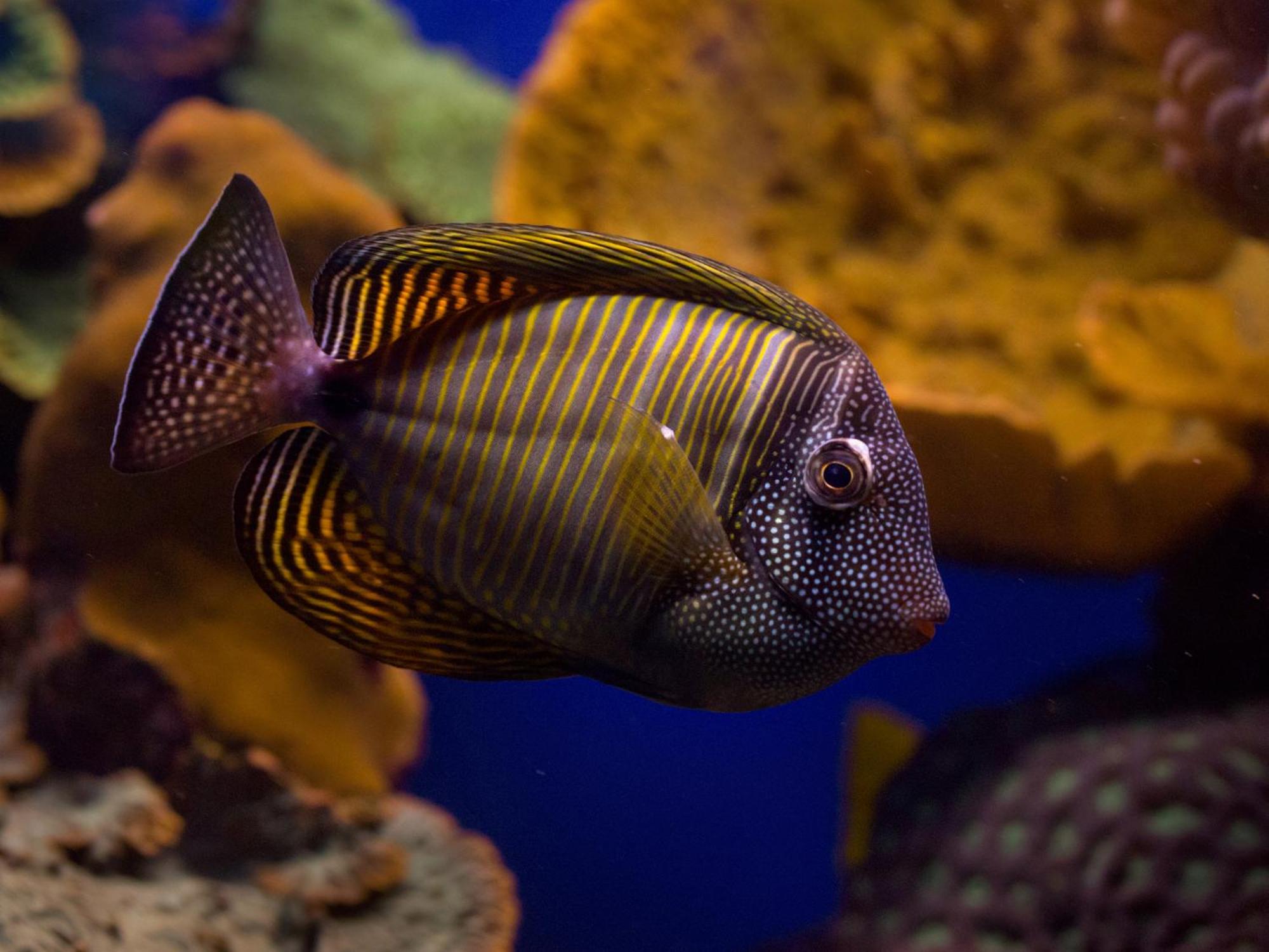Dan Eilat Hotel Exterior foto Ctenochaetus strigosus